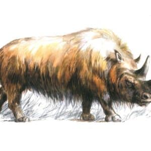 Carte postale Rhinocéros laineux