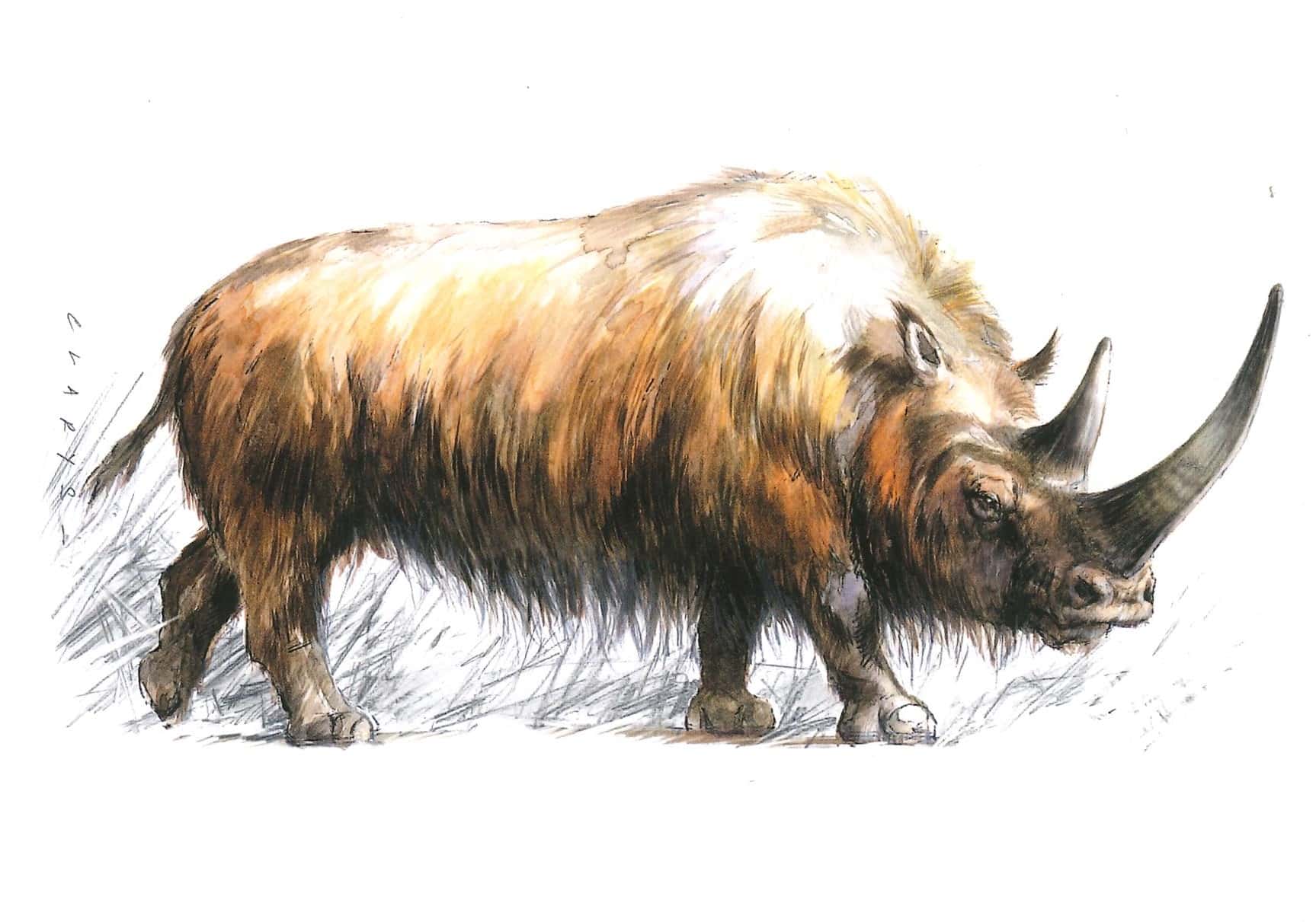 Carte postale Rhinocéros laineux
