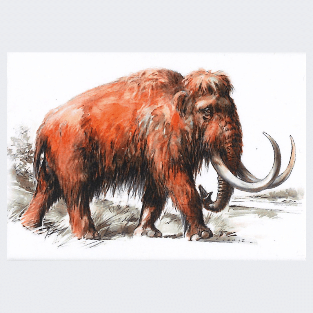 BC Mammoth Magnet