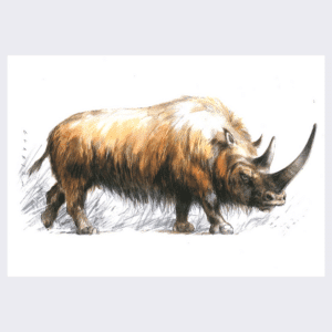 Carte postale Rhinocéros laineux