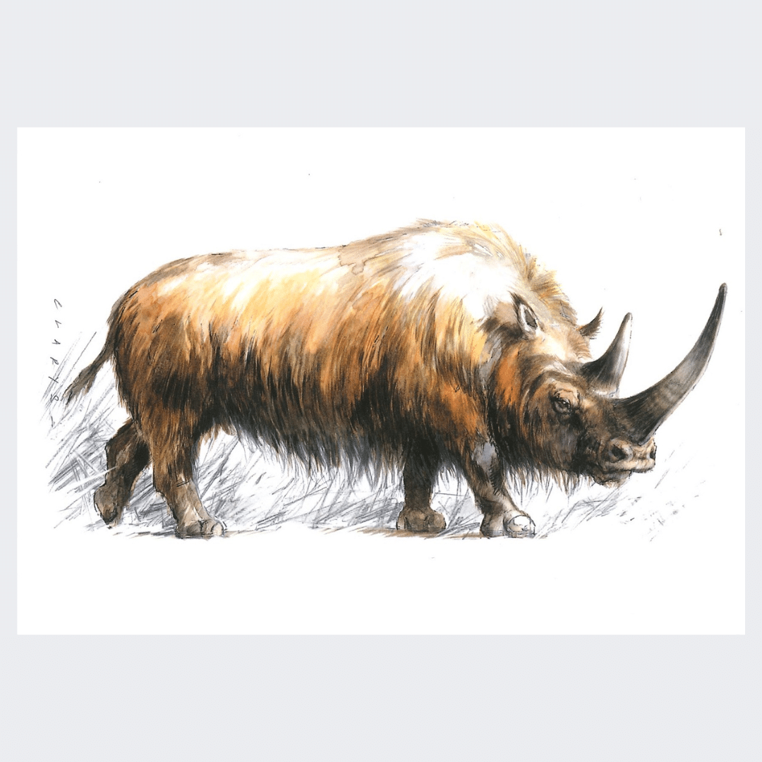 Postcard: Woolly Rhinoceros