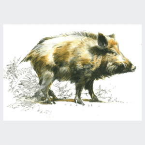Carte postale sanglier