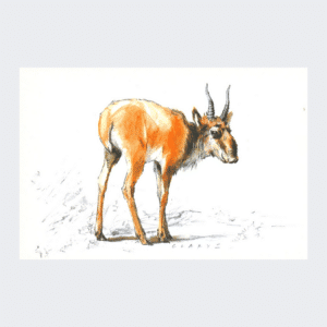 Carte postale Antilope