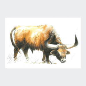 Carte postale Auroch