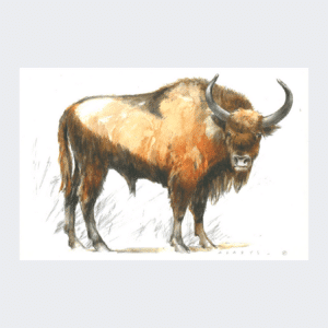 Carte postale Bison