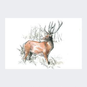 Carte postale Cerf élaphe
