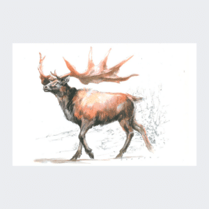 Carte postale Cerf mégacéros