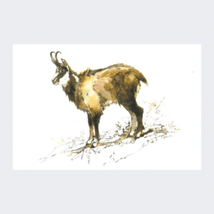 Carte postale Chamois