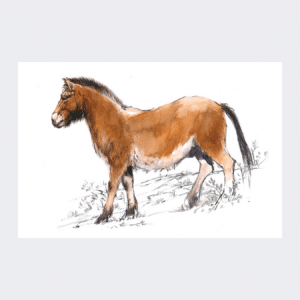 Carte postale Cheval