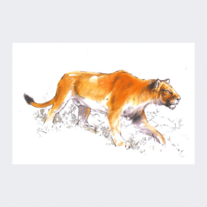Carte postale Lion des cavernes
