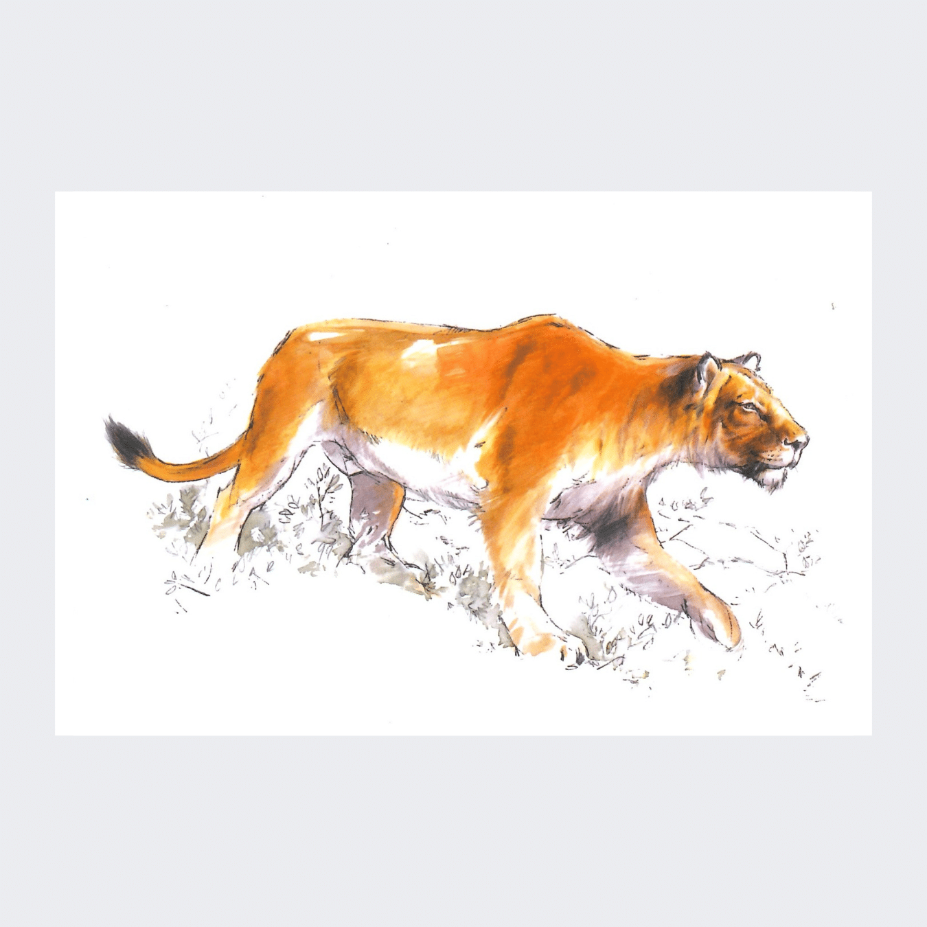 Carte postale Lion des cavernes
