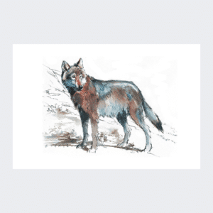 Carte postale Loup