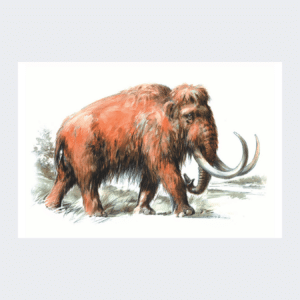 Carte postale Mammouth