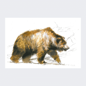 Carte postale Ours