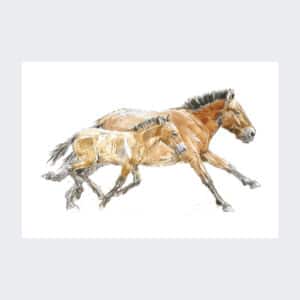 Magnet Cheval