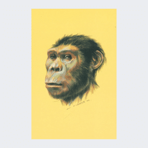 Carte postale Australopithecus Afarensis