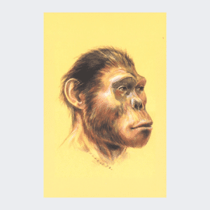 Carte postale Australopithecus Africanus