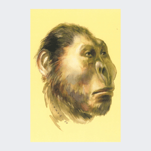 Carte postale Paranthropus robustus