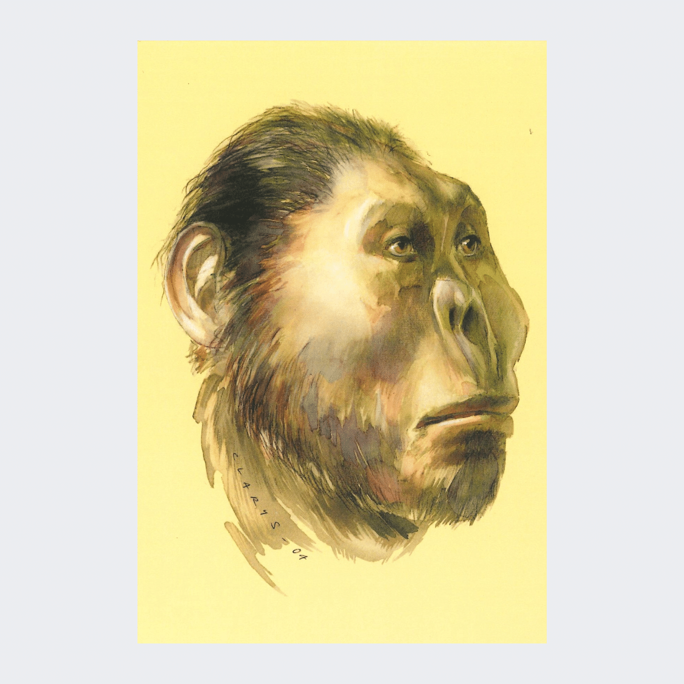 Carte postale Paranthropus robustus