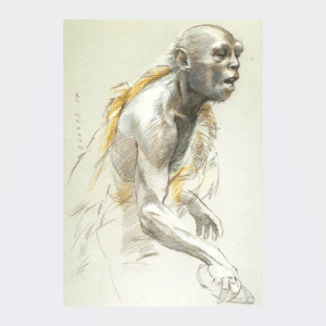 Carte postale Homo habilis vieillard