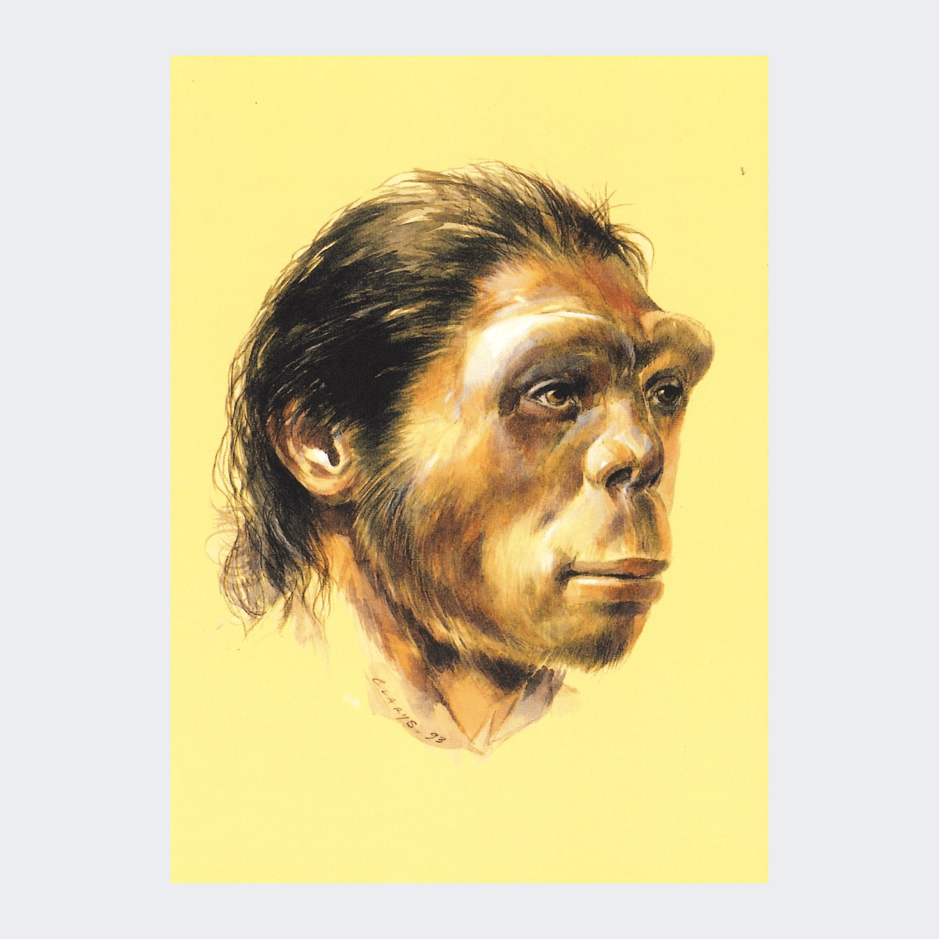 Carte postale Homo Erectus Zhoukoudian