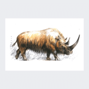 Magnet Rhinocéros laineux