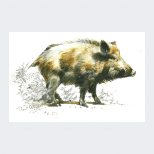 Magnet Sanglier